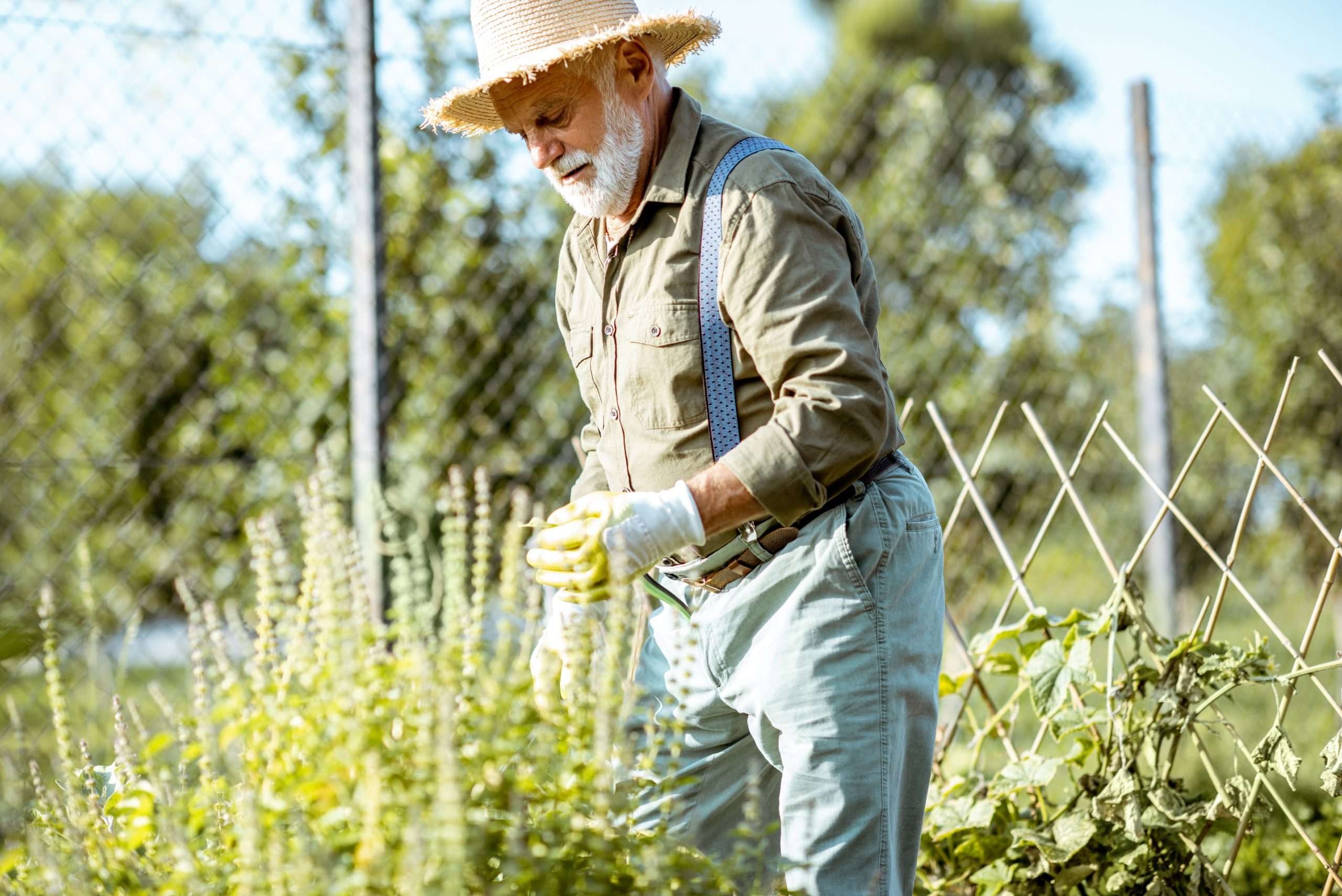 Senior man working on an organic vegetable garden